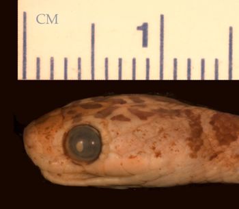 Media type: image;   Herpetology R-27800